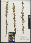 Foto von Salix myrtillifolia Anderson